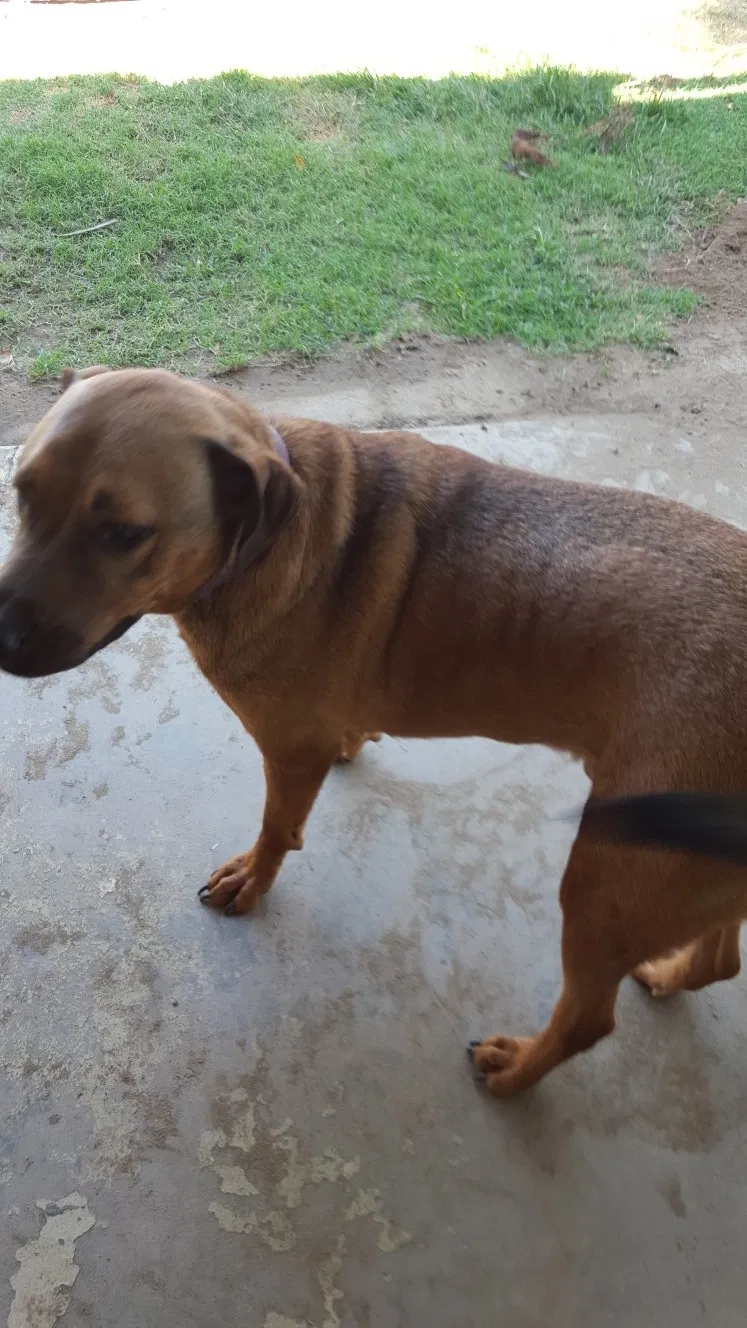 Lost dog in Fresno, CA, 93703