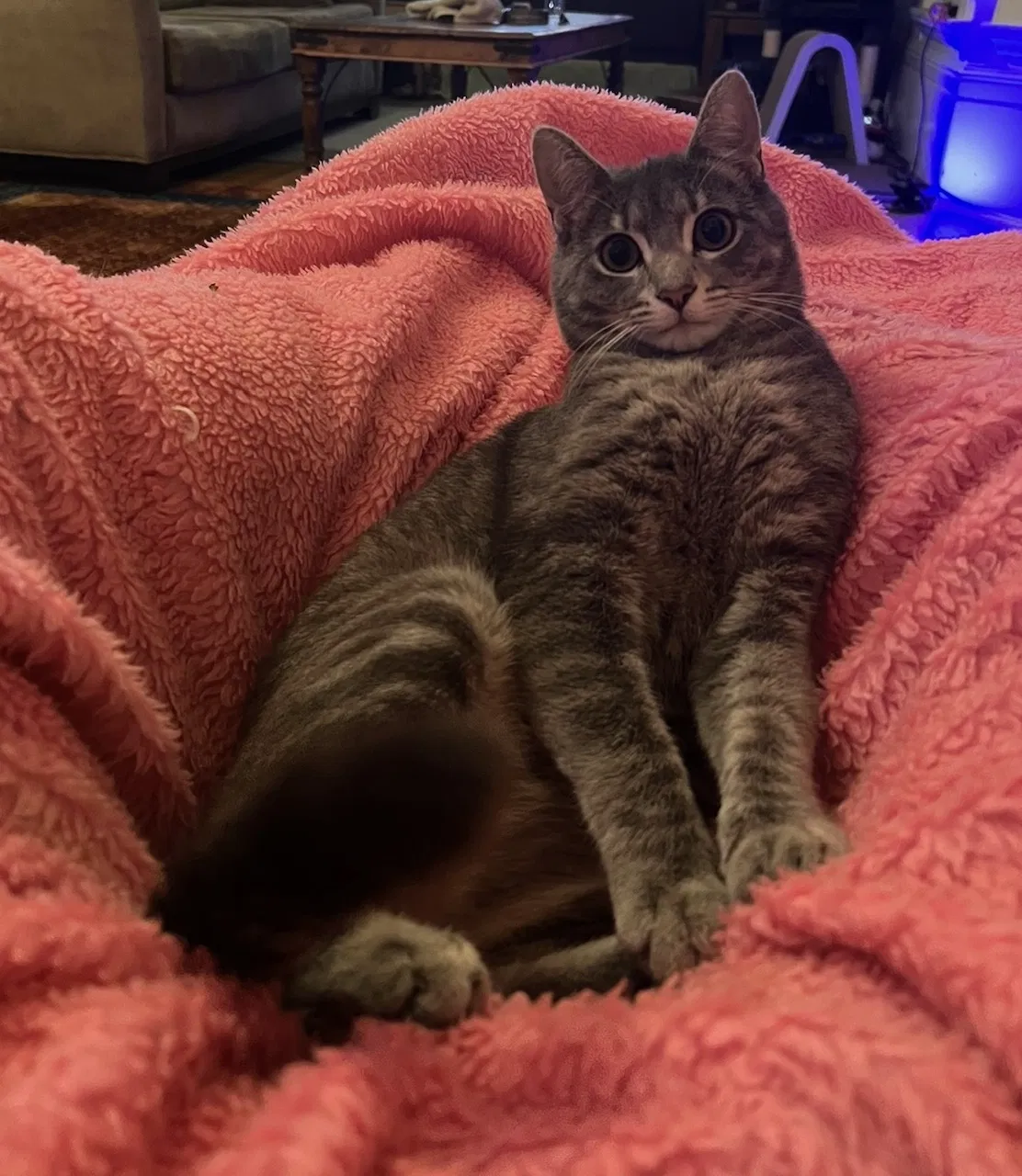 Lost cat in San Francisco, CA, 94109