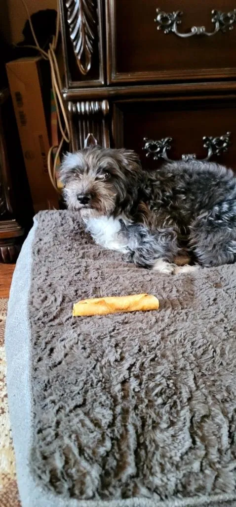 Lost dog in Los Angeles, CA, 90061