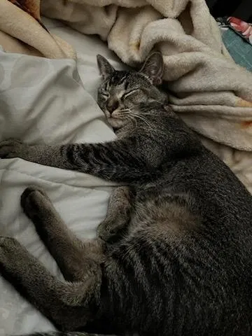 Lost cat in Modesto, CA, 95355