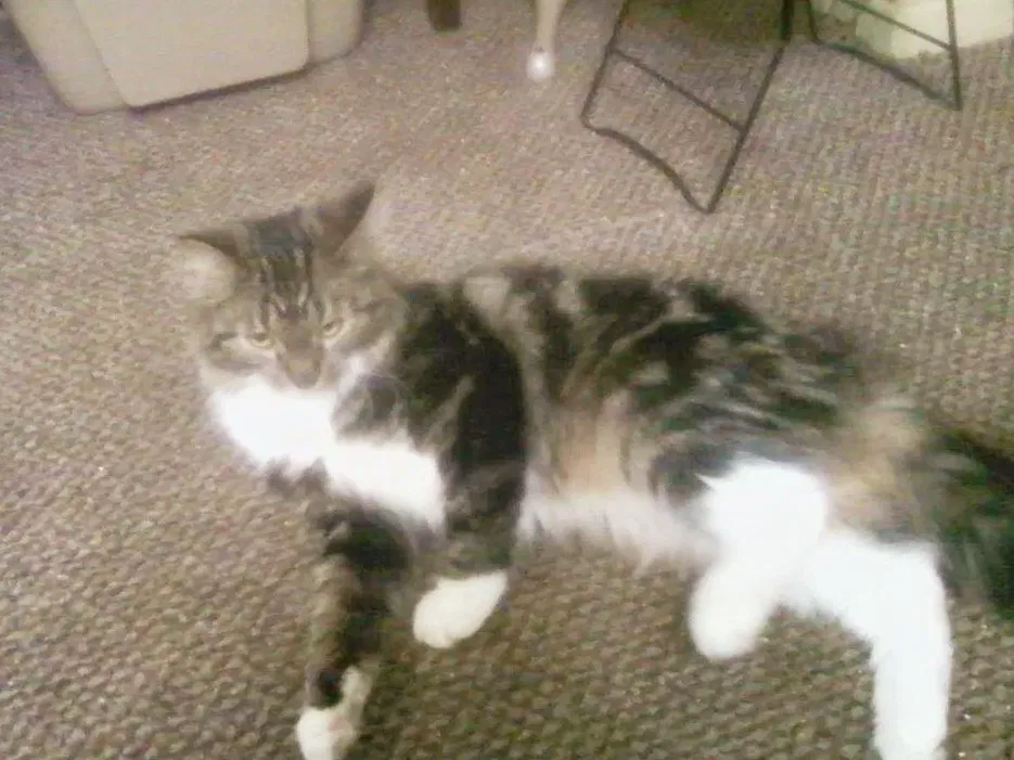 Lost cat in Pittsburgh, PA, 15202