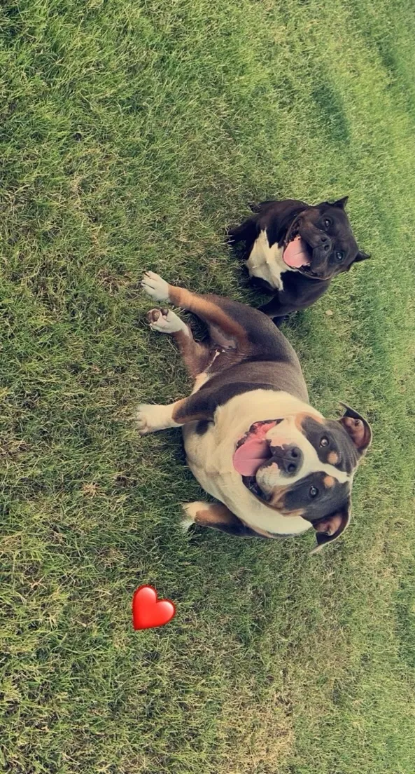 Lost dog in Olive Branch, MS, 38654