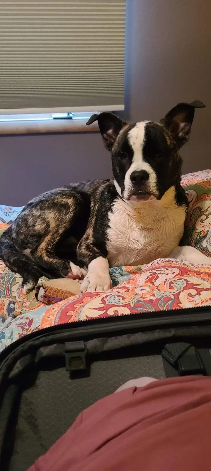 Lost dog in Bostic, NC, 28018