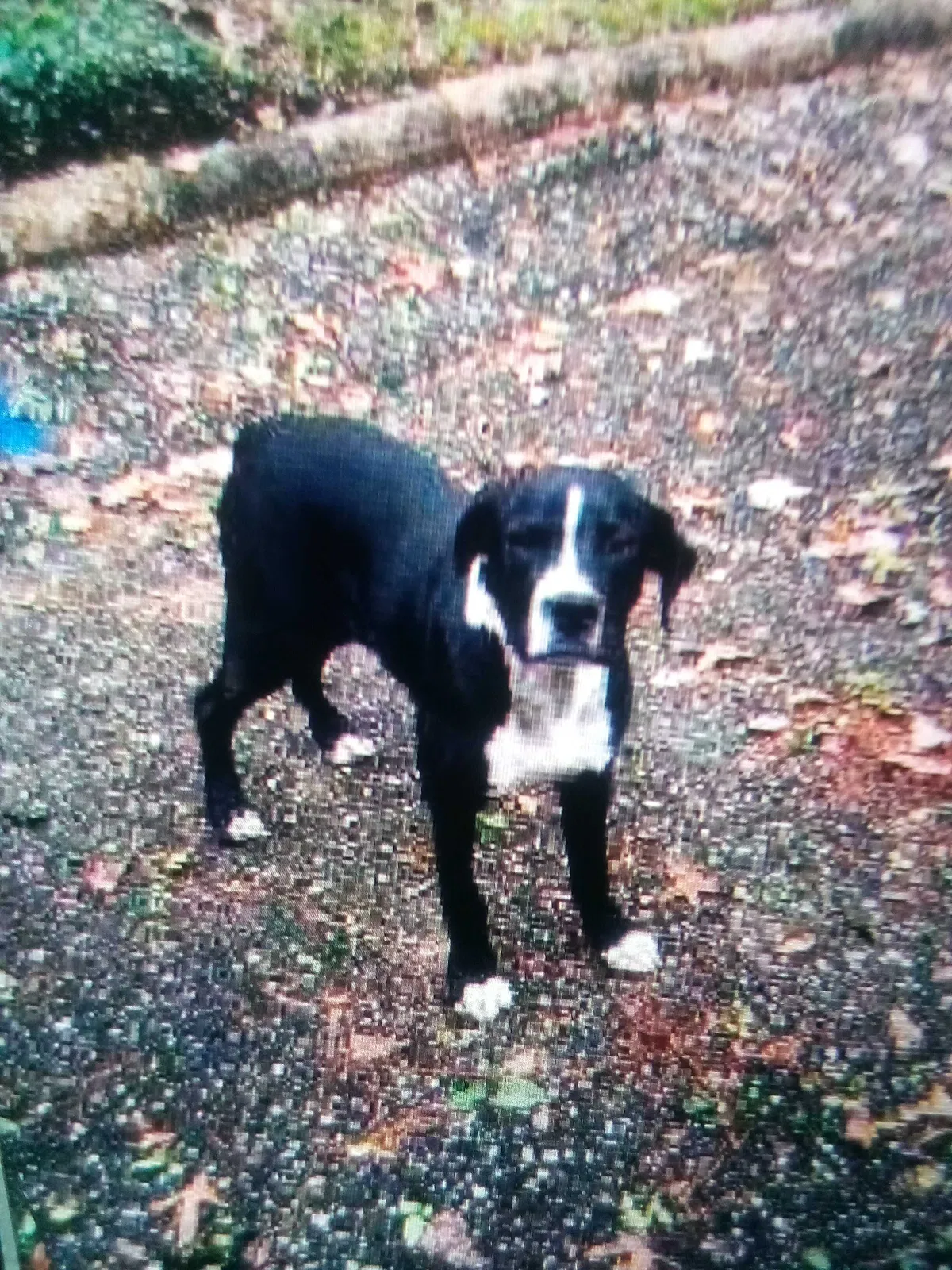 Lost dog in Cantonment, FL, 32533