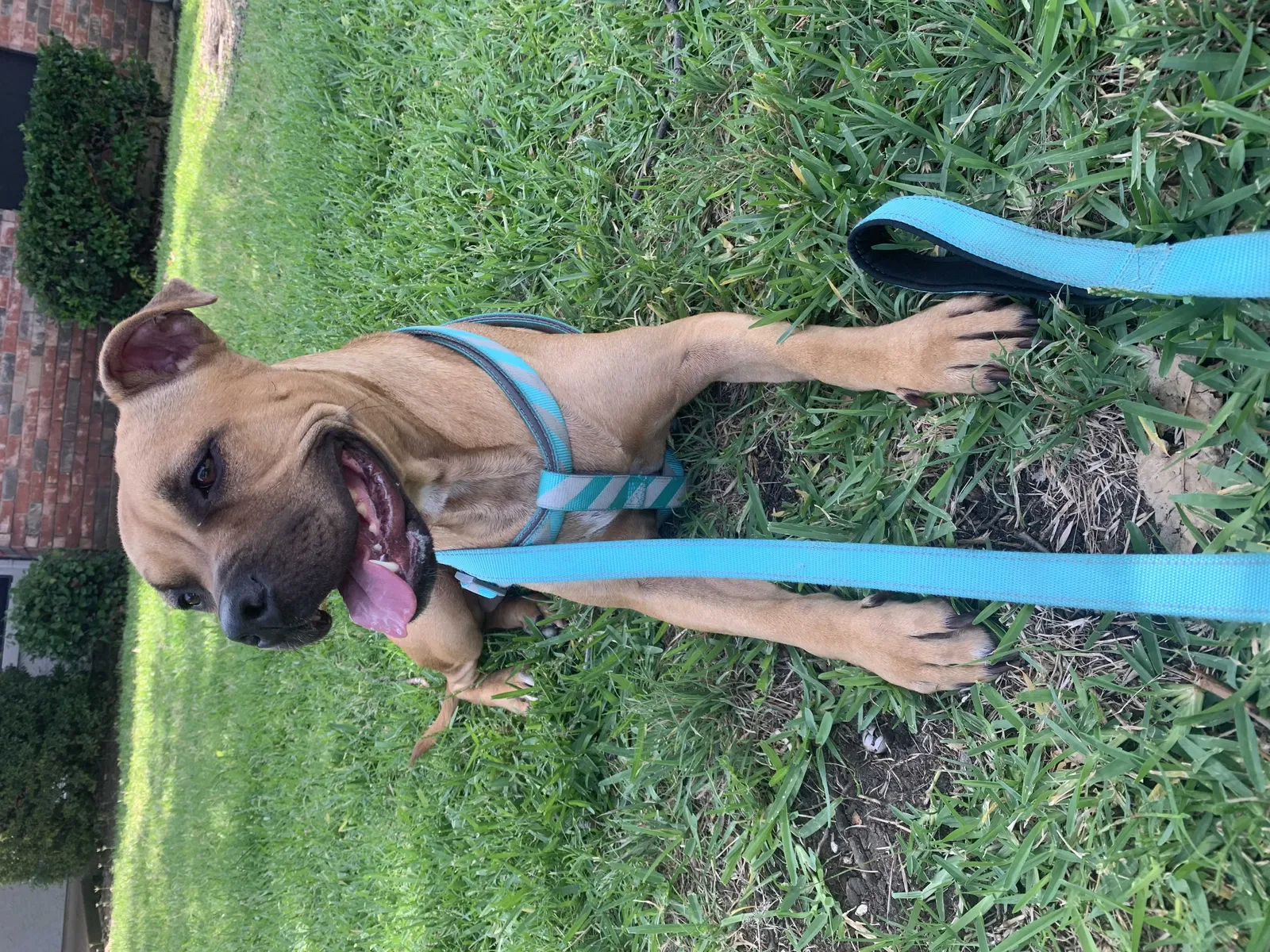Lost dog in Dallas, TX, 75287