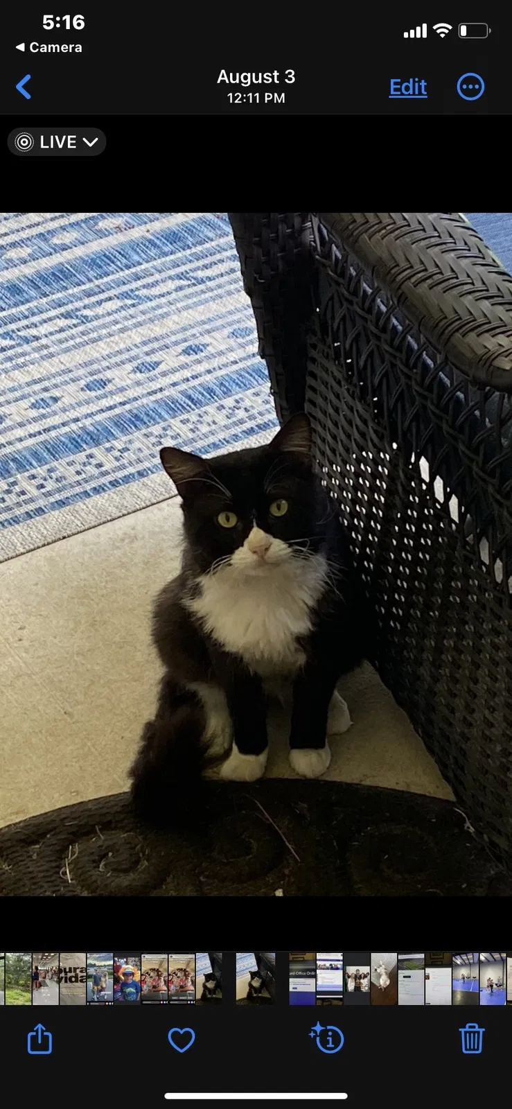 Lost cat in Spring, TX, 77386