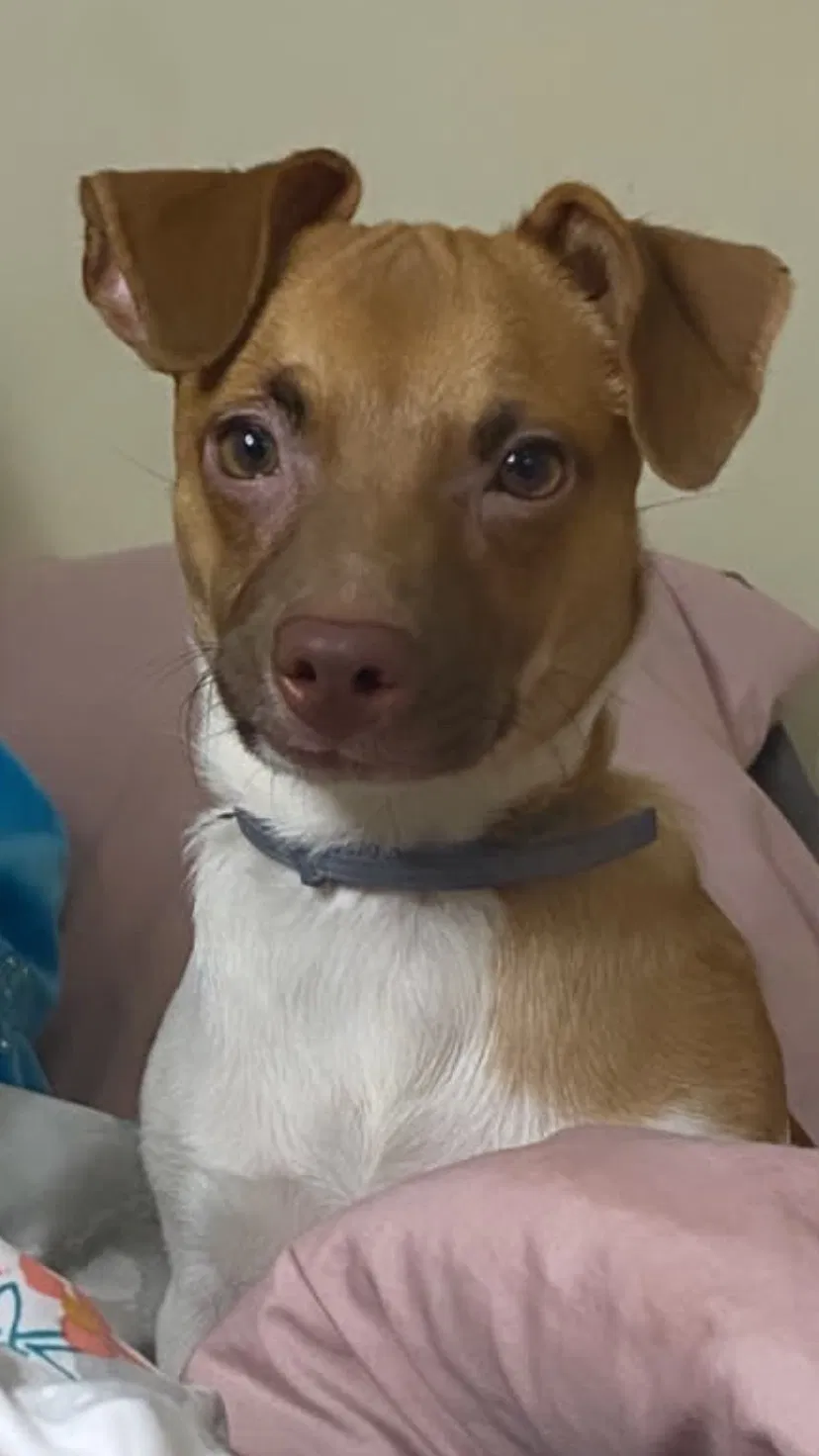 Lost dog in Trenton, NJ, 8609