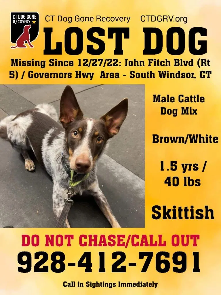 Lost dog in South Windsor, CT, 6074