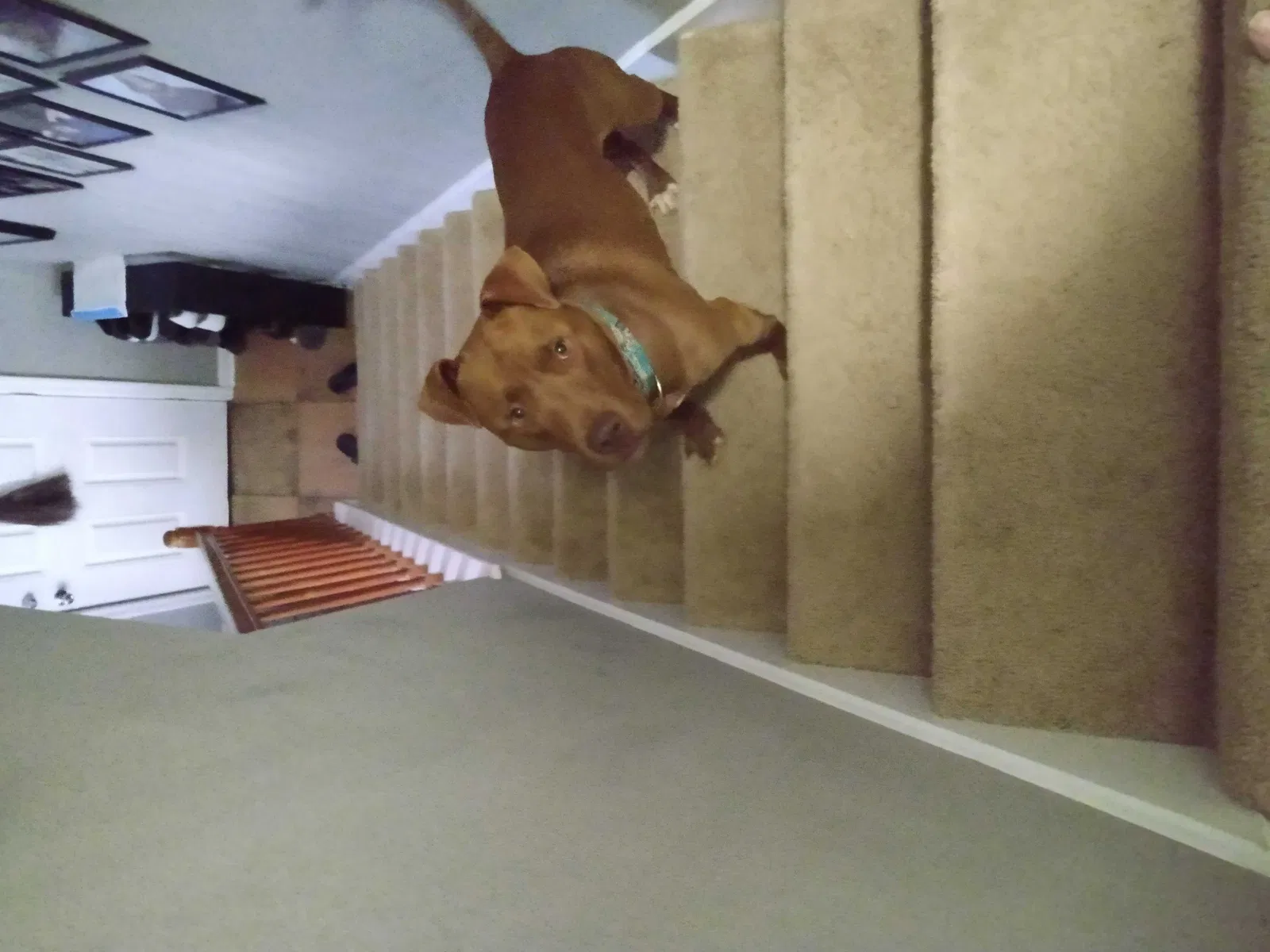 Lost dog in Huntsville, AL, 35816