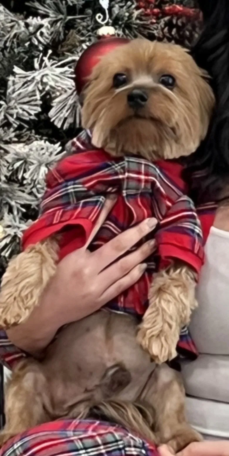 Lost dog in San Antonio, TX, 78250
