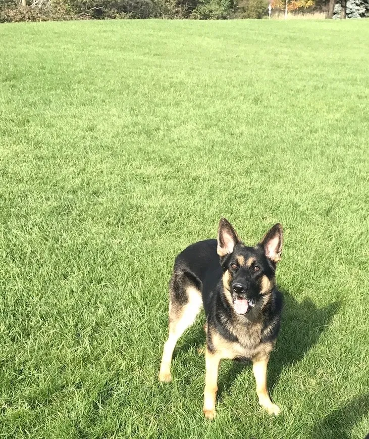 Lost dog in Saint Marys, GA, 31558