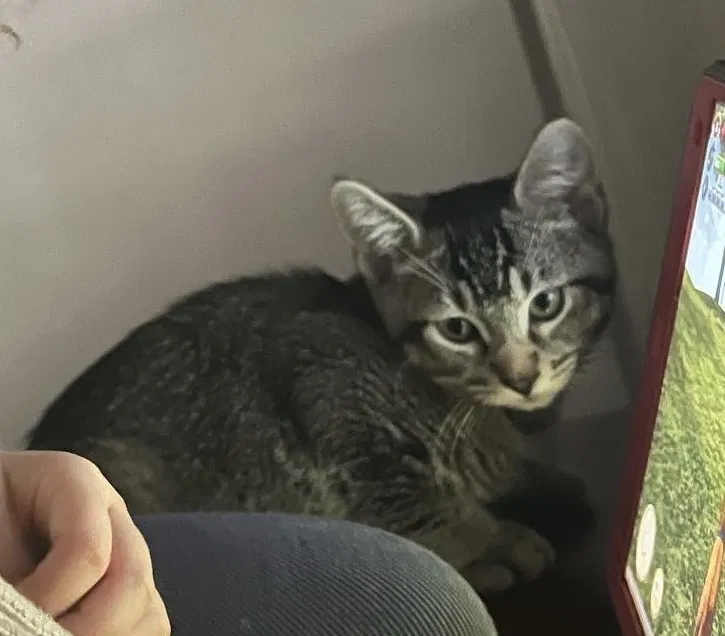 Lost cat in Chula Vista, CA, 91911