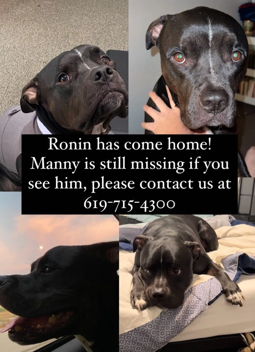Lost dog in Lemon Grove, CA, 91945