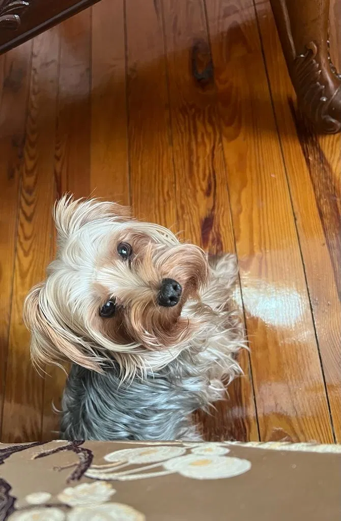 Lost dog in Allentown, PA, 18103