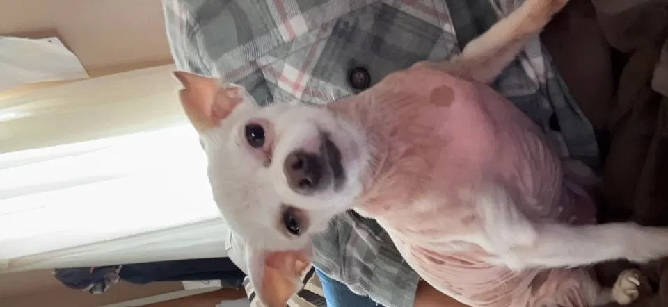 Lost dog in Sacramento, CA, 95823