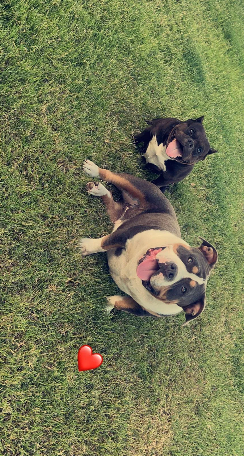 Lost dog in Olive Branch, MS, 38654