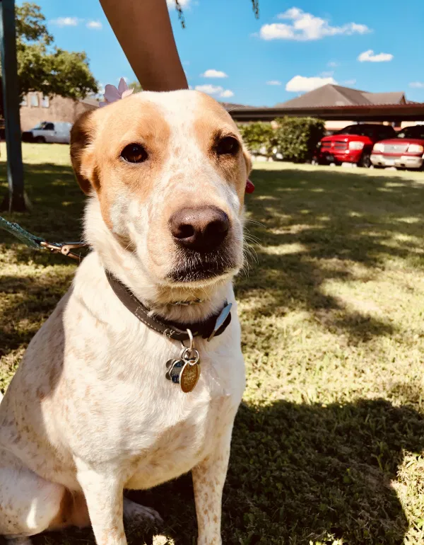 Lost dog in Houston, TX, 77088