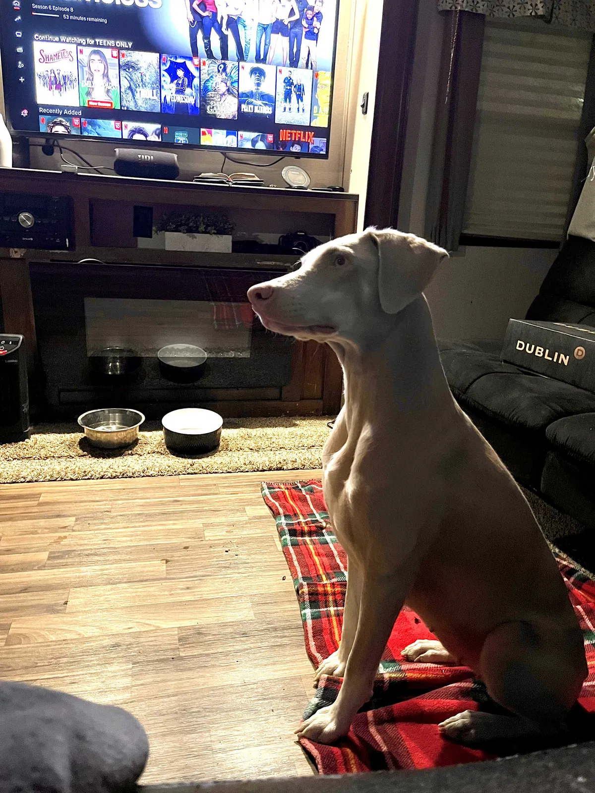 Lost dog in New Orleans, LA, 70126