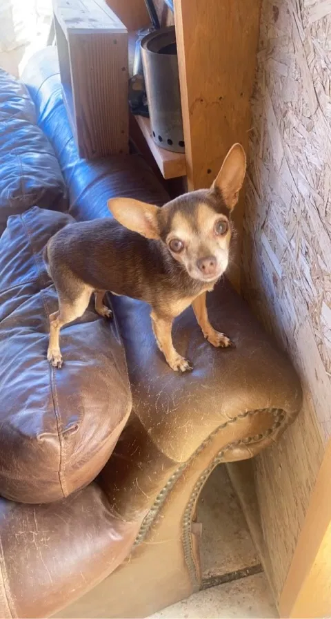 Lost dog in Belen, NM, 87002