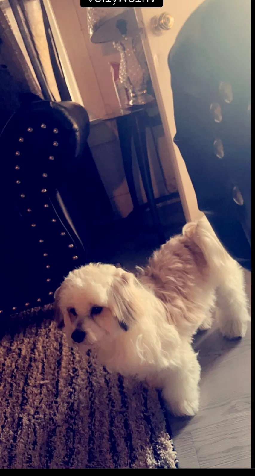Lost dog in Fort Worth, TX, 76119