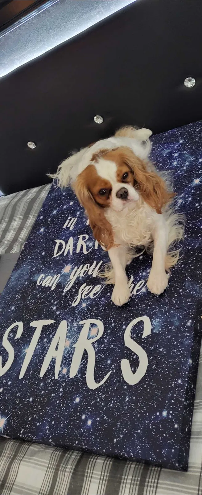 Lost dog in Garland, TX, 75043