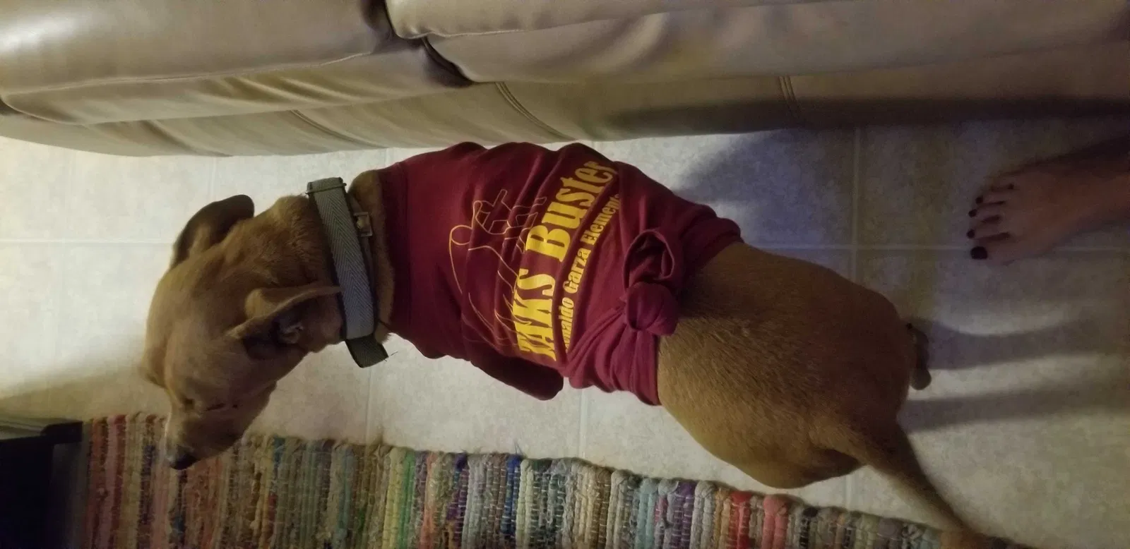 Lost dog in Brownsville, TX, 78526