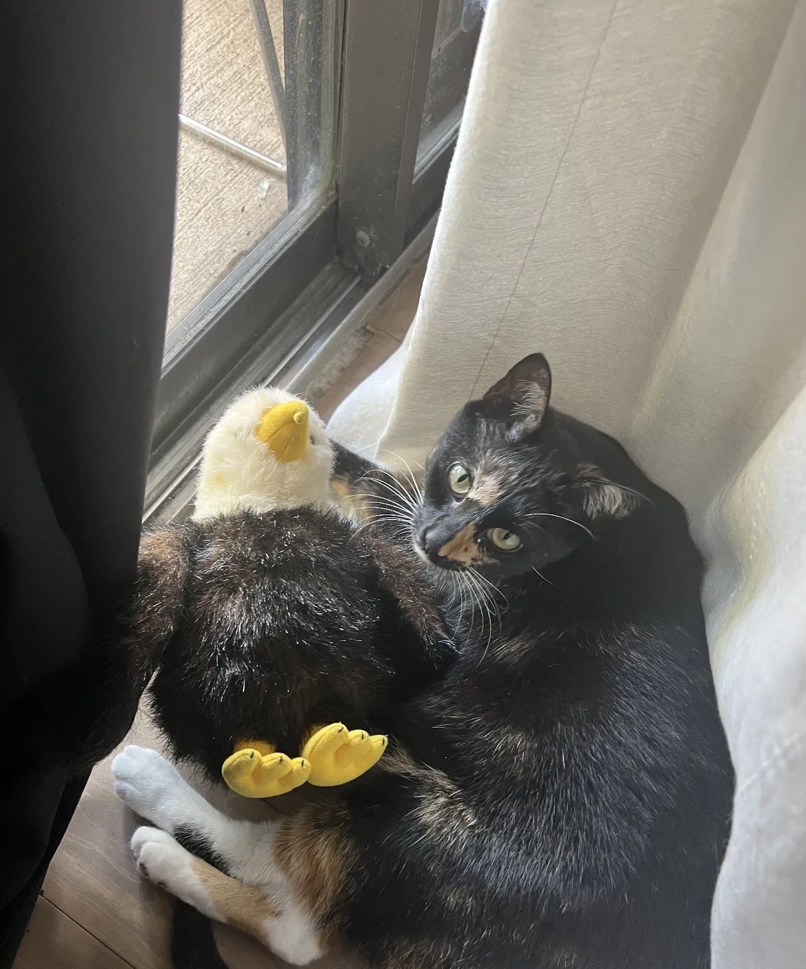 Lost cat in Altamonte Springs, FL, 32701