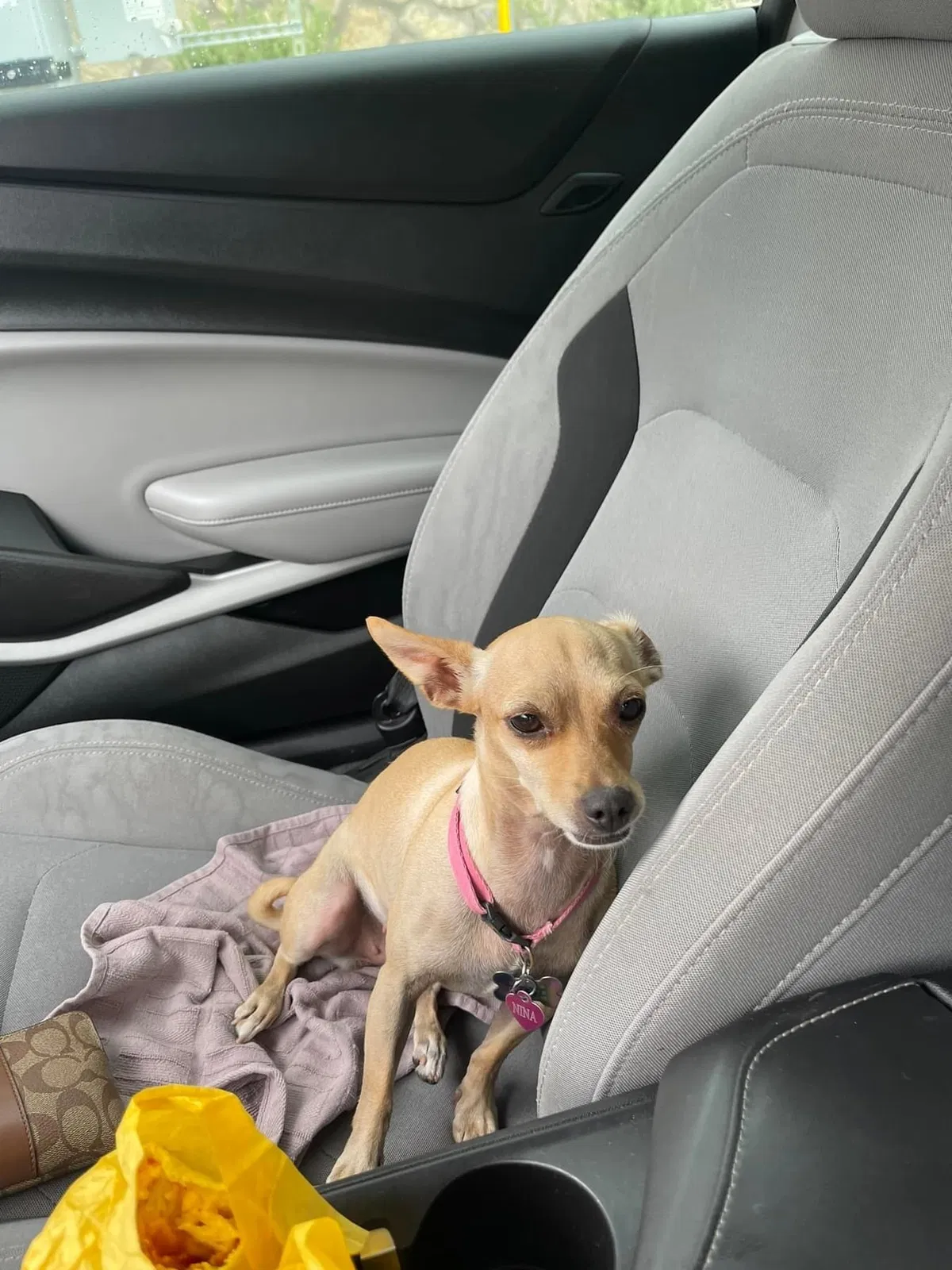 Lost dog in El Paso, TX, 79904