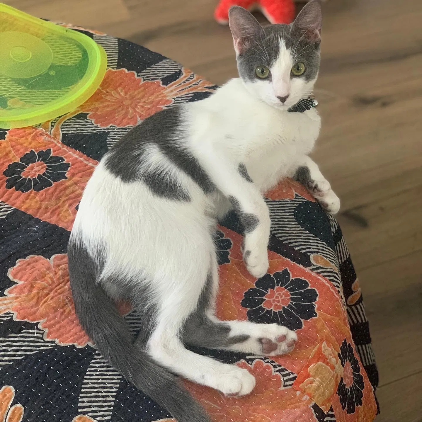 Lost cat in Denver, CO, 80210