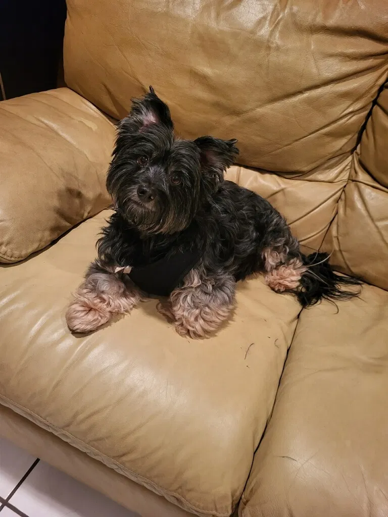 Lost dog in Miami Gardens, FL, 33056
