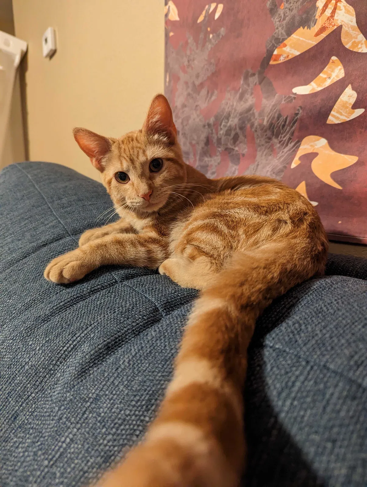 Lost cat in Crandall, TX, 75114