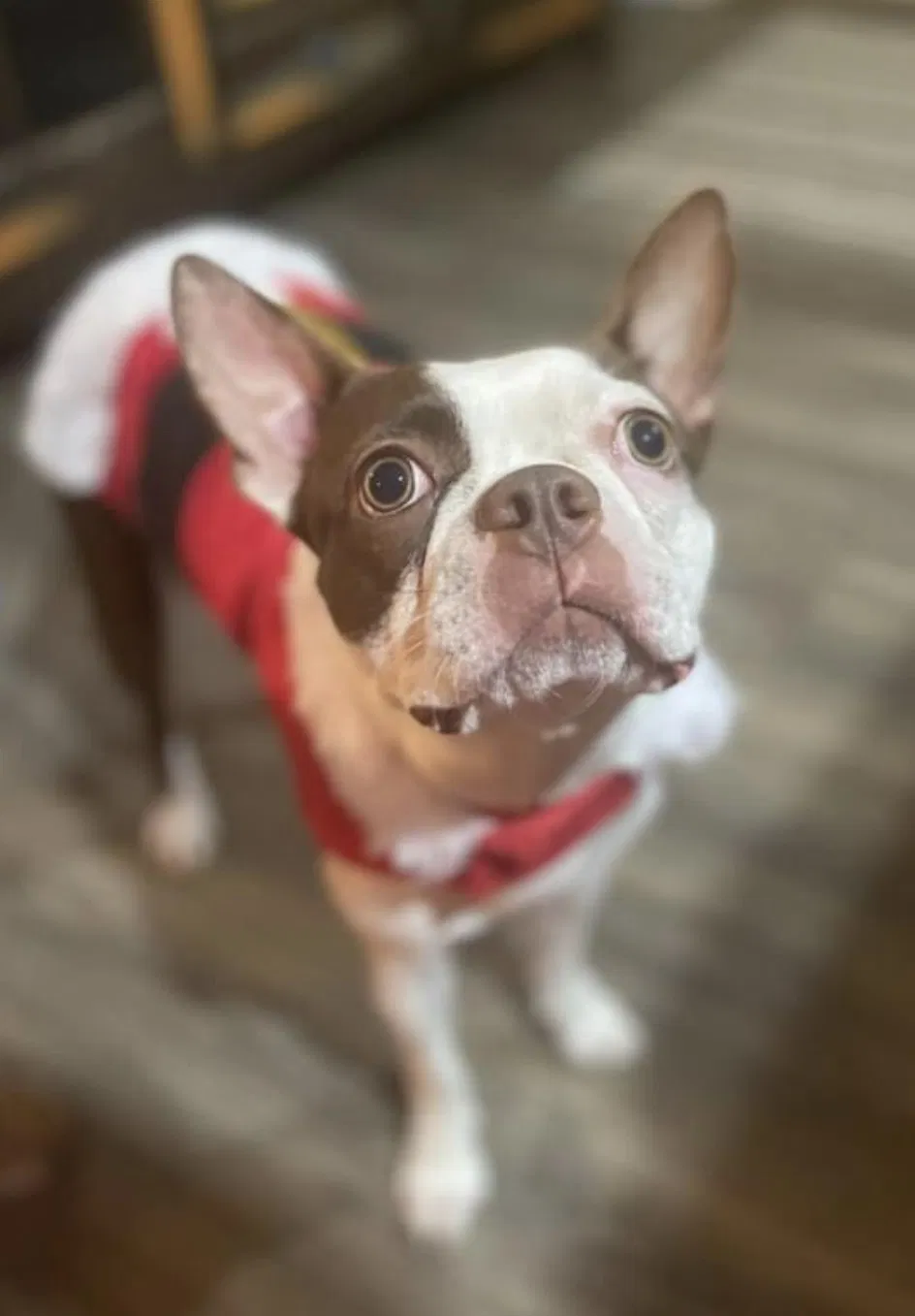 Lost dog in Naples, FL, 34104