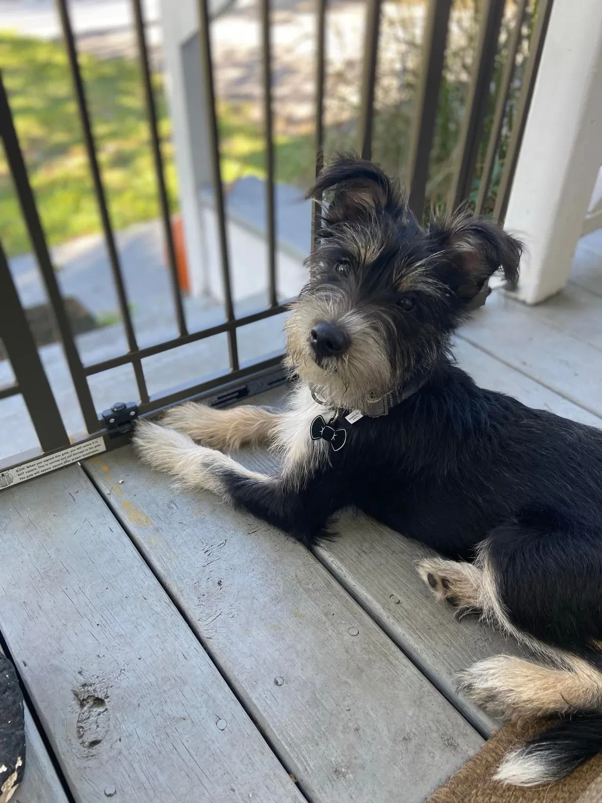 Lost dog in Fort Myers, FL, 33916