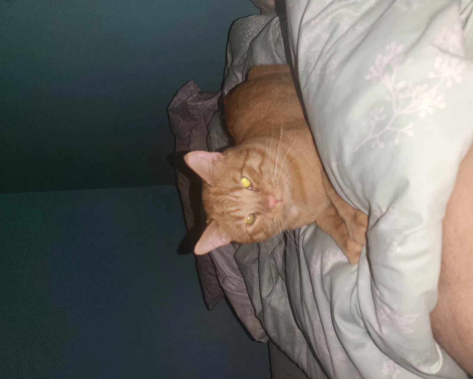 Lost cat in Alcoa, TN, 37701