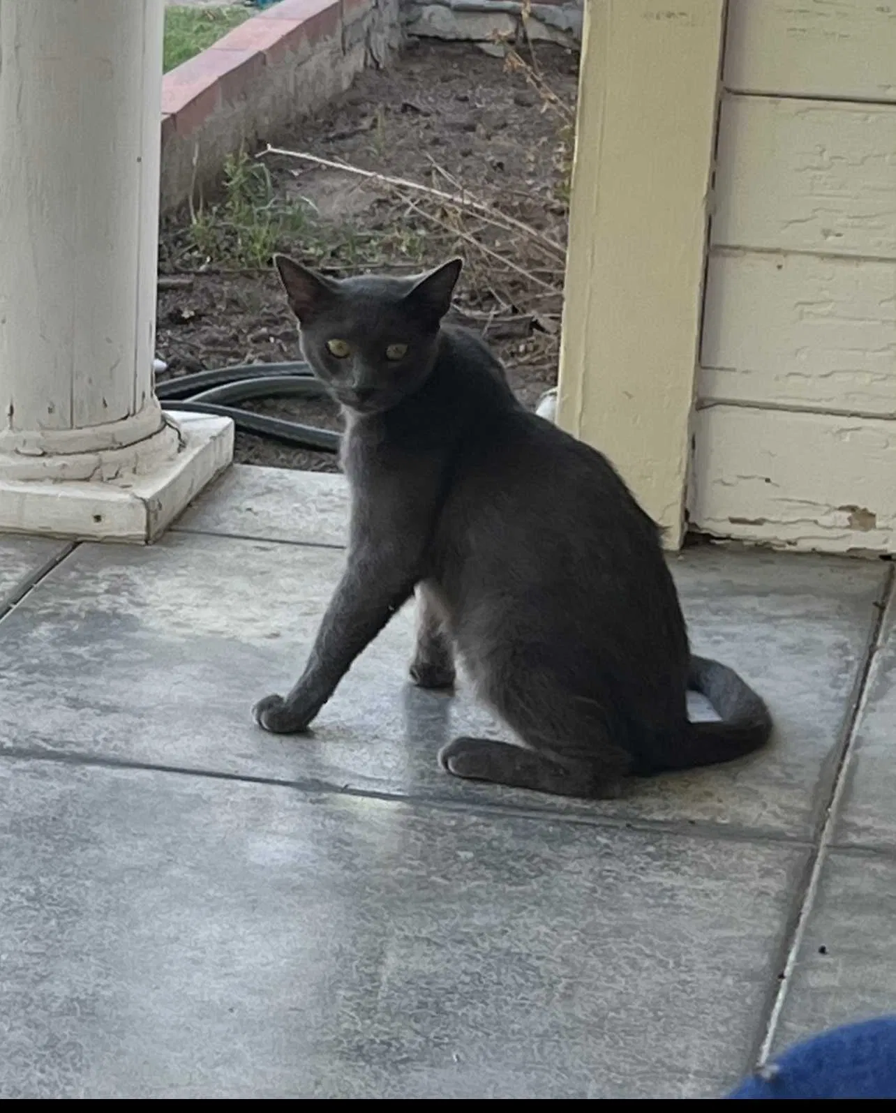Lost cat in Bakersfield, CA, 93306