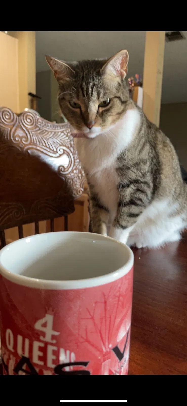 Lost cat in Royse City, TX, 75189