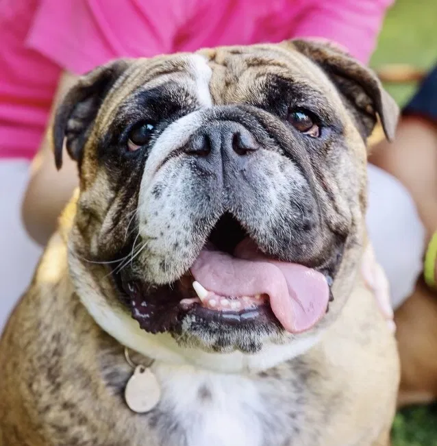 Lost dog in Santa Monica, CA, 90405