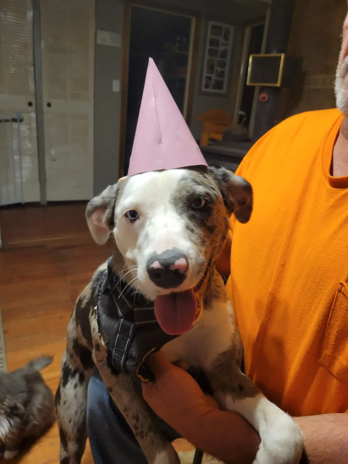 Lost dog in Croswell, MI, 48422