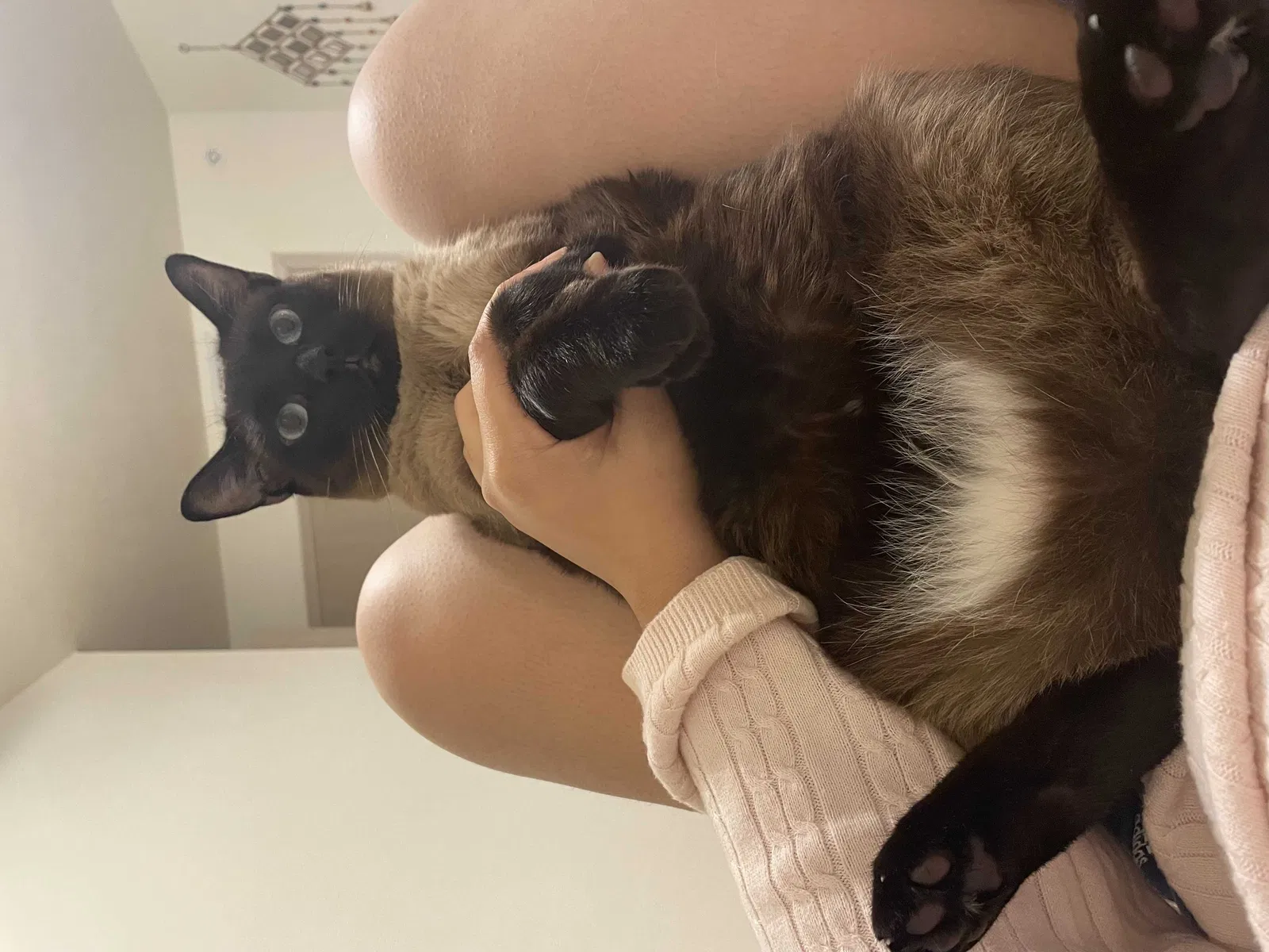 Lost cat in Norman, OK, 73071