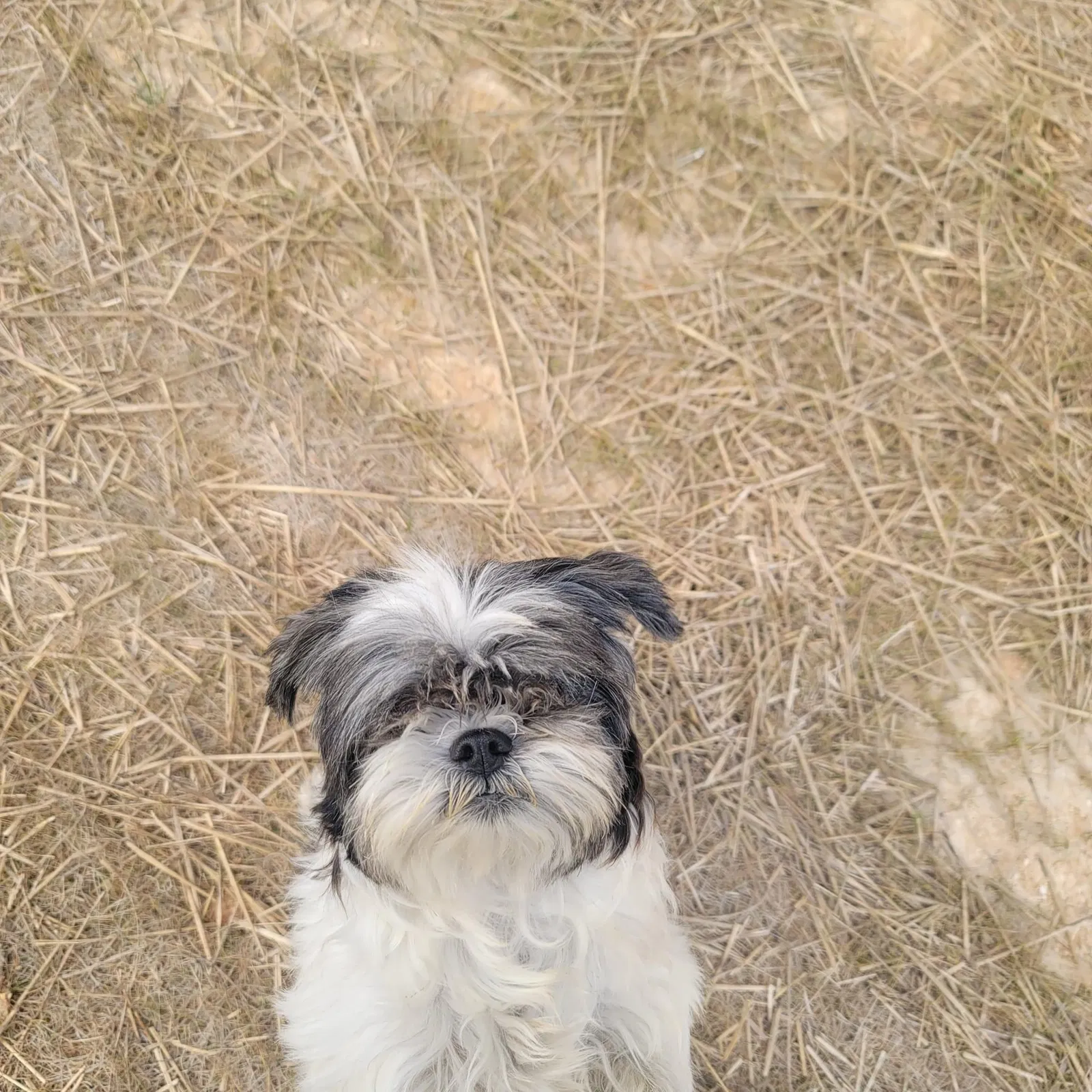 Lost dog in Lexington, NC, 27295