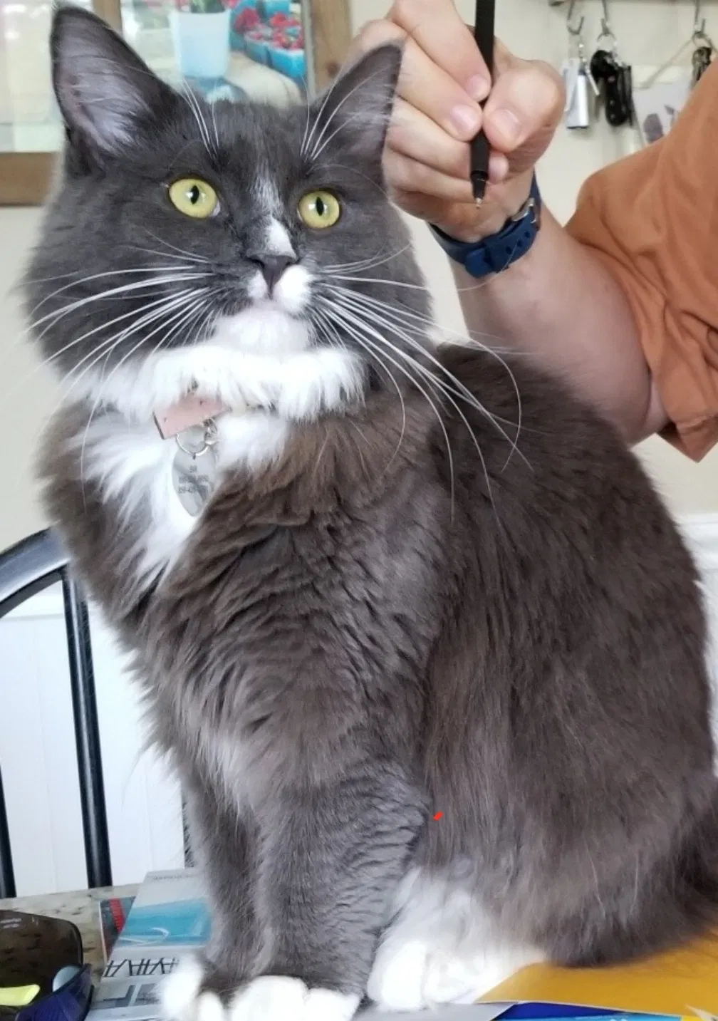 Lost cat in Fort Myers, FL, 33905