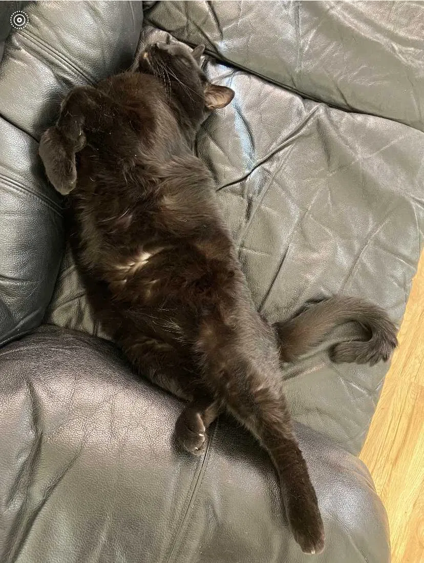 Lost cat in Antelope, CA, 95843