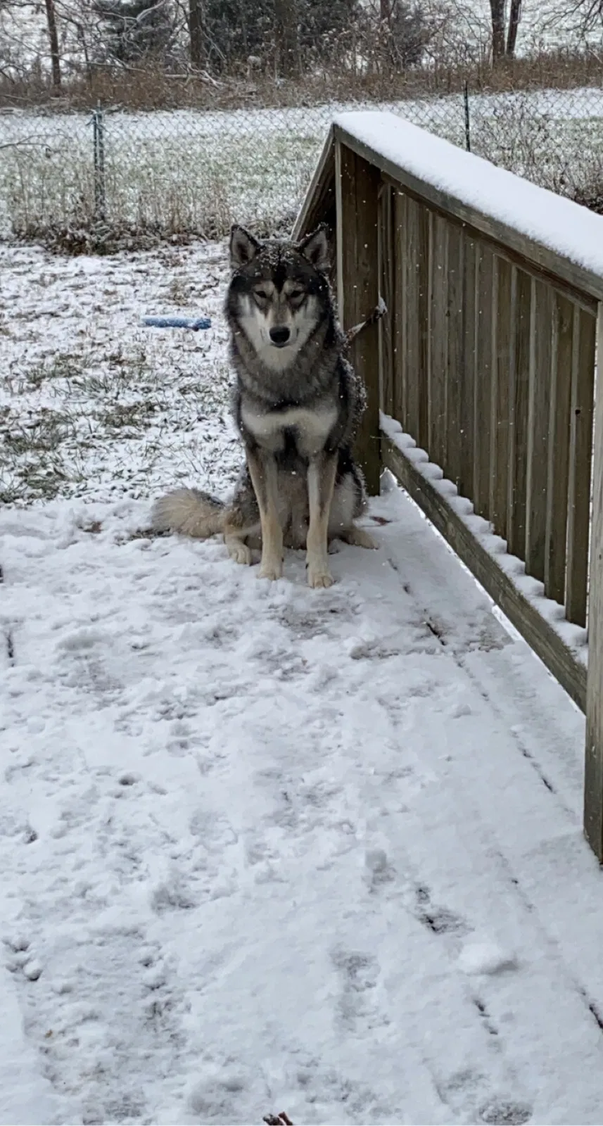 Lost dog in Hollansburg, OH, 45332