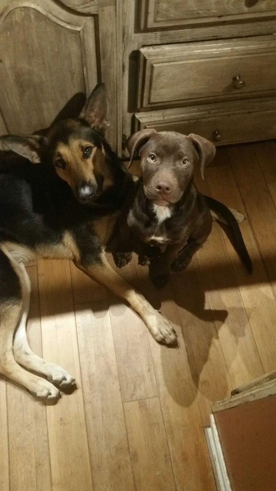 Lost dog in Arcadia, OK, 73007