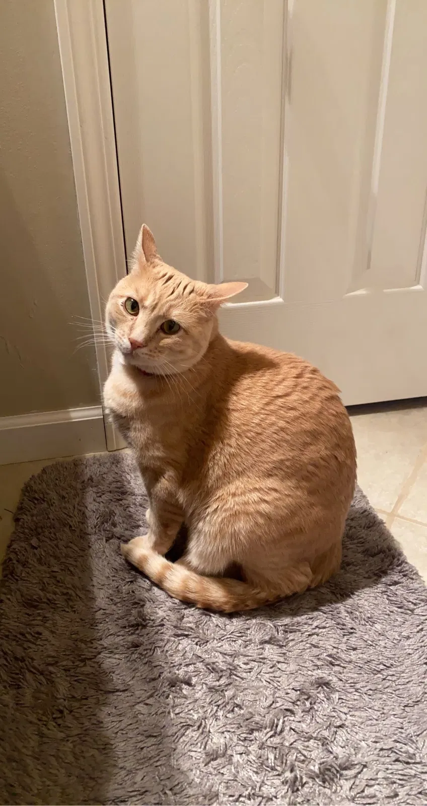 Lost cat in Topeka, KS, 66614