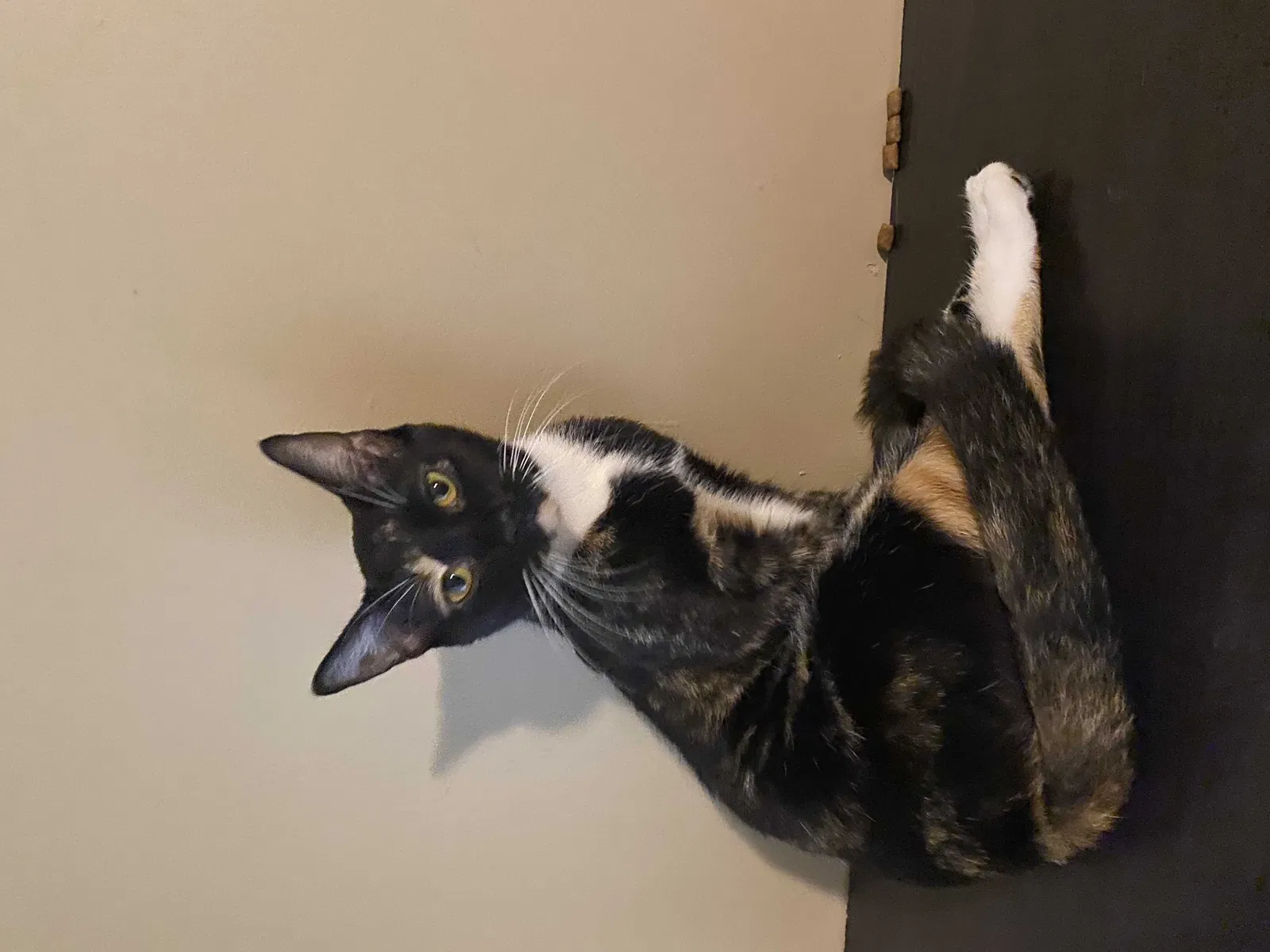 Lost cat in Fayetteville, NC, 28303