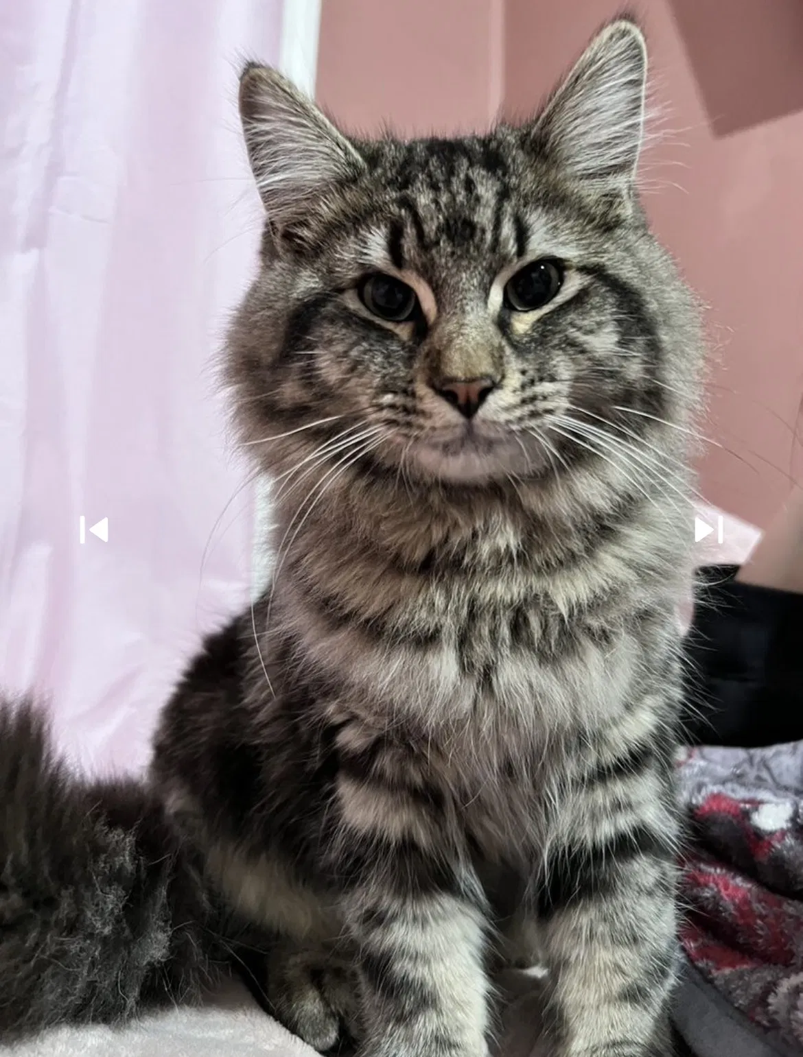 Lost cat in Sunland, CA, 91040