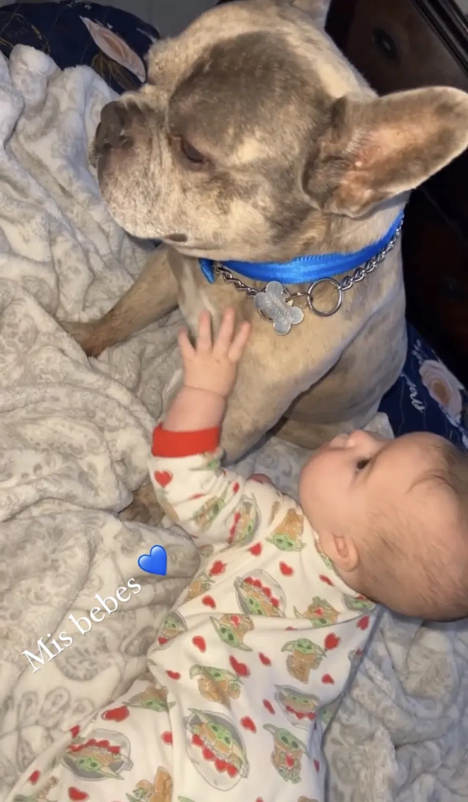 Lost dog in Homestead, FL, 33033