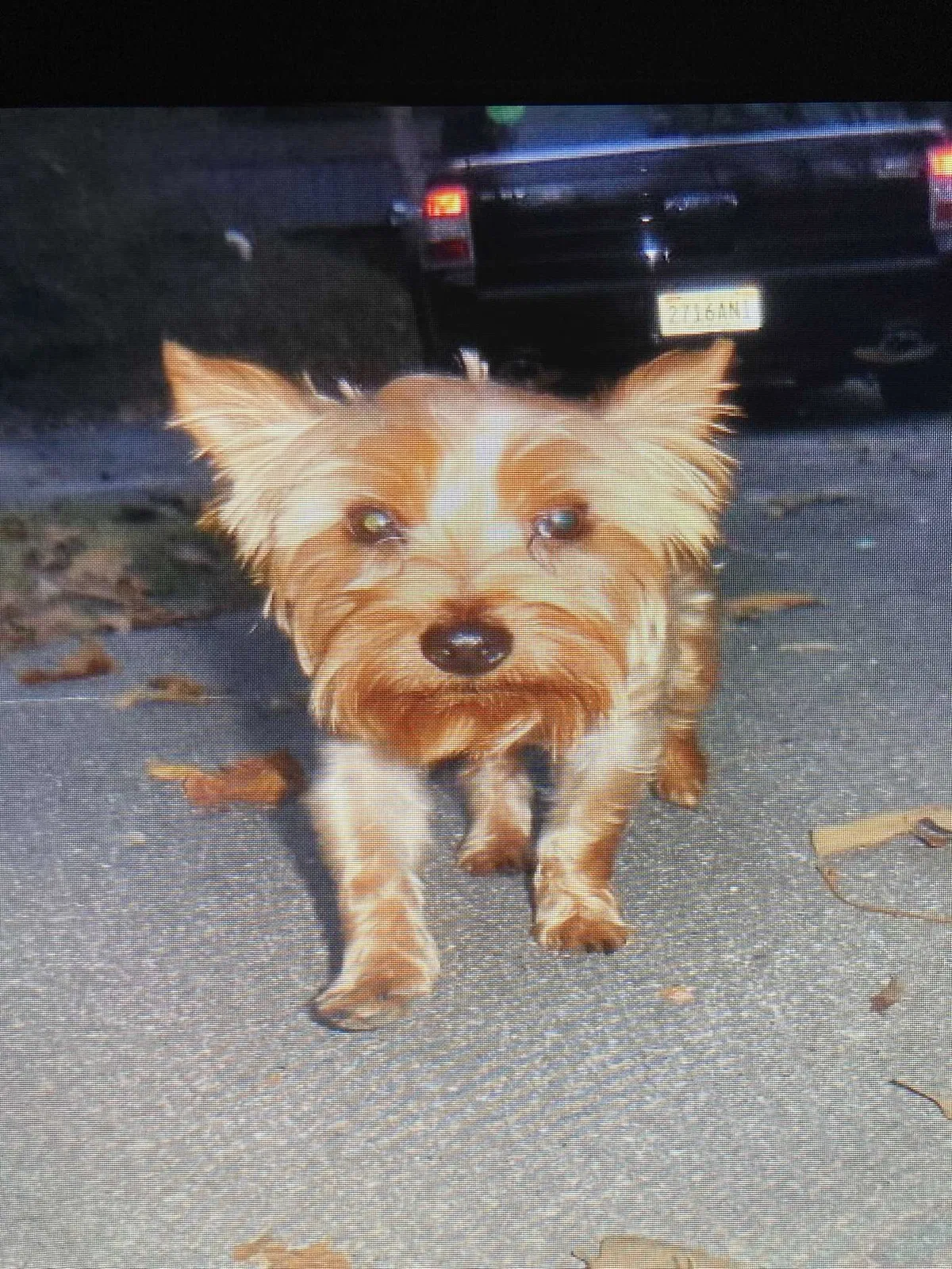 Lost dog in Riverside, AL, 35135