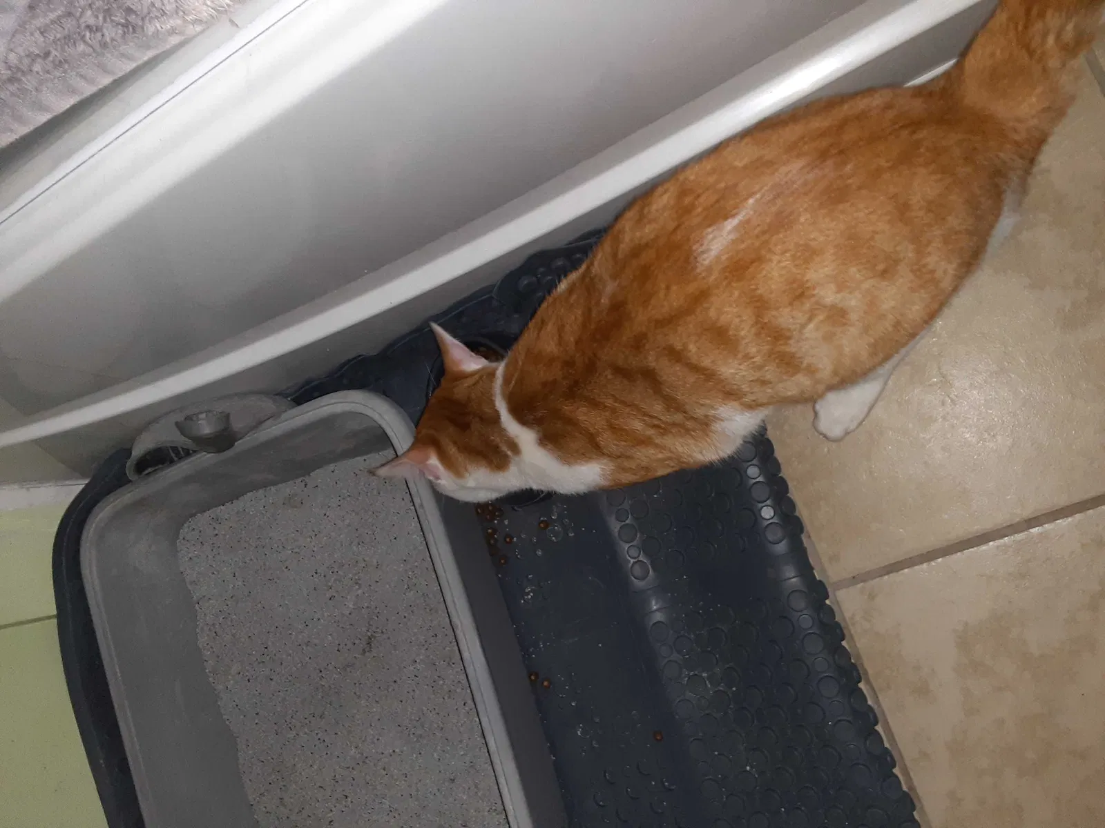 Found cat in Charlotte, NC, 28208